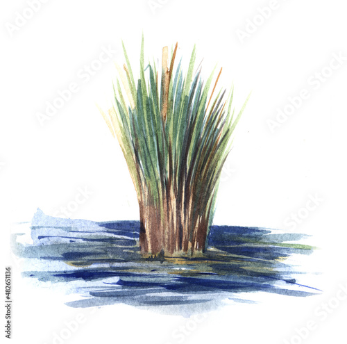 A bundle of green reeds sticks out of the blue water. Swamp grass sedge. Water plant. realistic technique. Hand drawn watercolor illustration