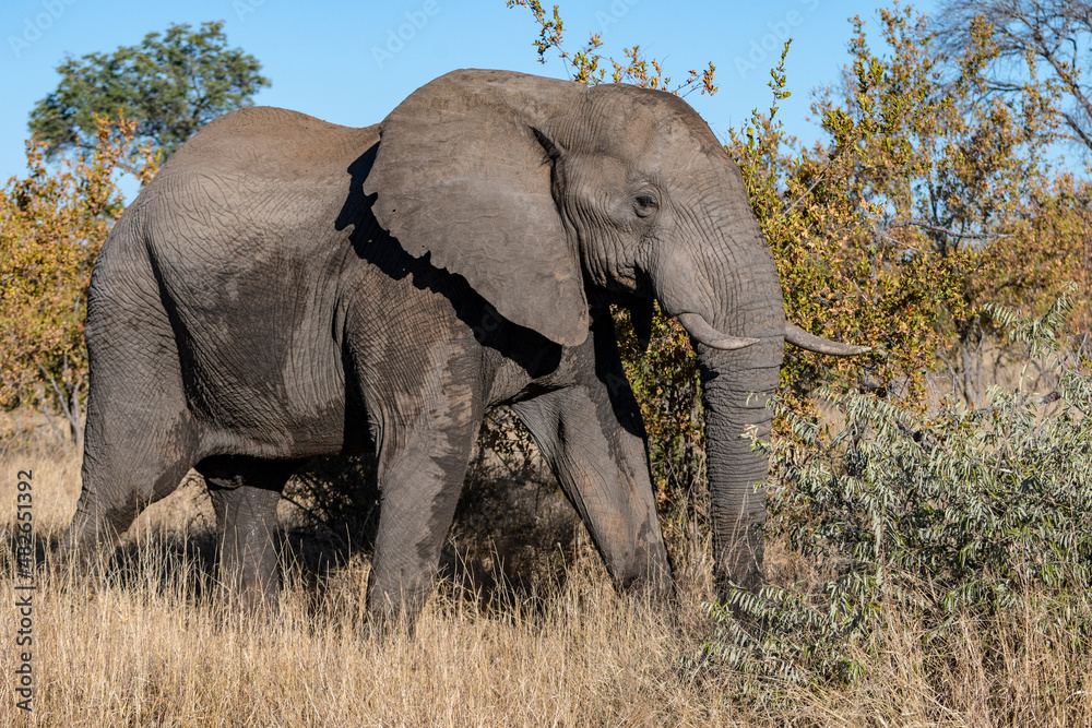 African Elephant (Loxodonta africana) in the Timbavati Reserve, South Africa