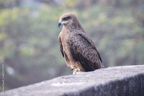 Wildlife photography of Indian Eagle, Bird photography