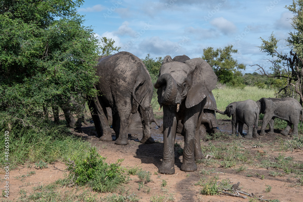 Fototapeta premium A family group of African elephants (Loxodonta africana) in the Timbavati Reserve, South Africa