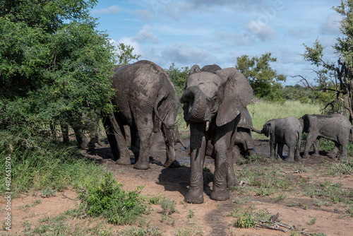A family group of African elephants  Loxodonta africana  in the Timbavati Reserve  South Africa