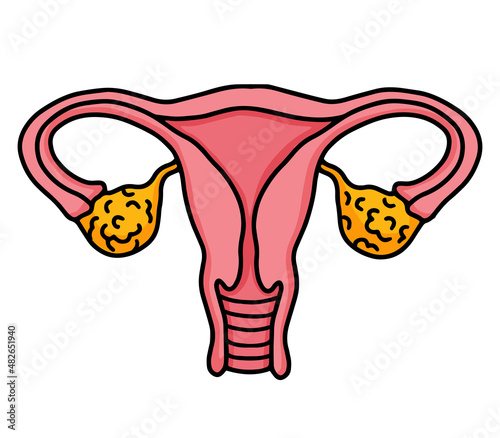 Female reproductive system, uterus and ovaries isolated pink icon in cartoon style.