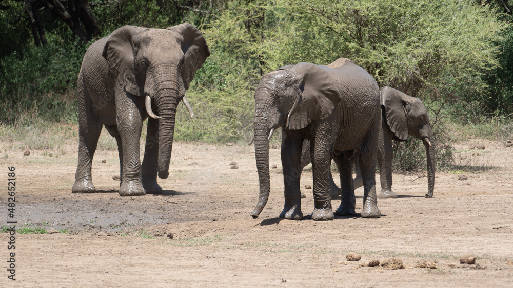 Fototapeta premium elephants in the wild