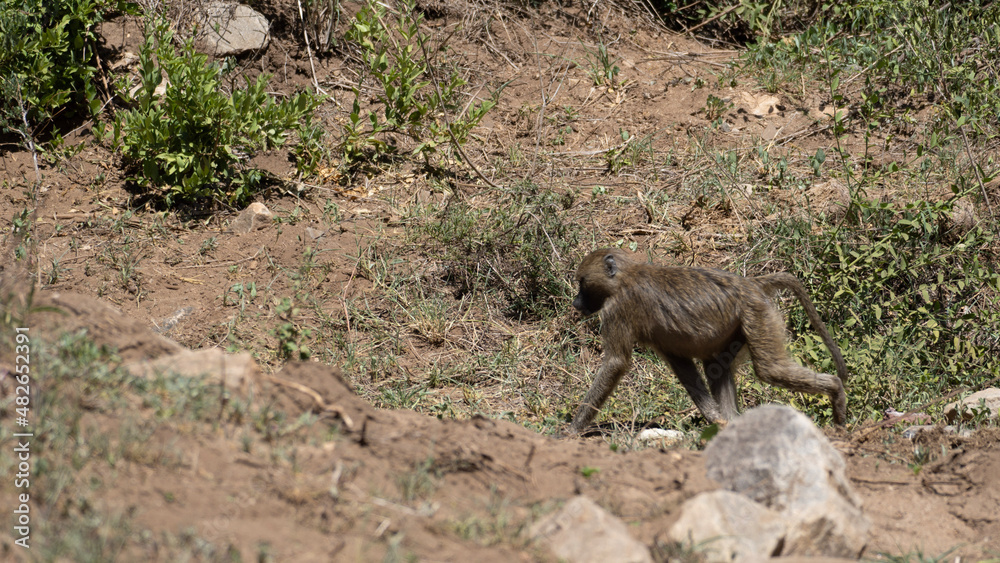 baboon physical disability in the wild baboon physical disability in the wild