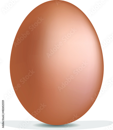 chicken egg vector illustration isolated on white background