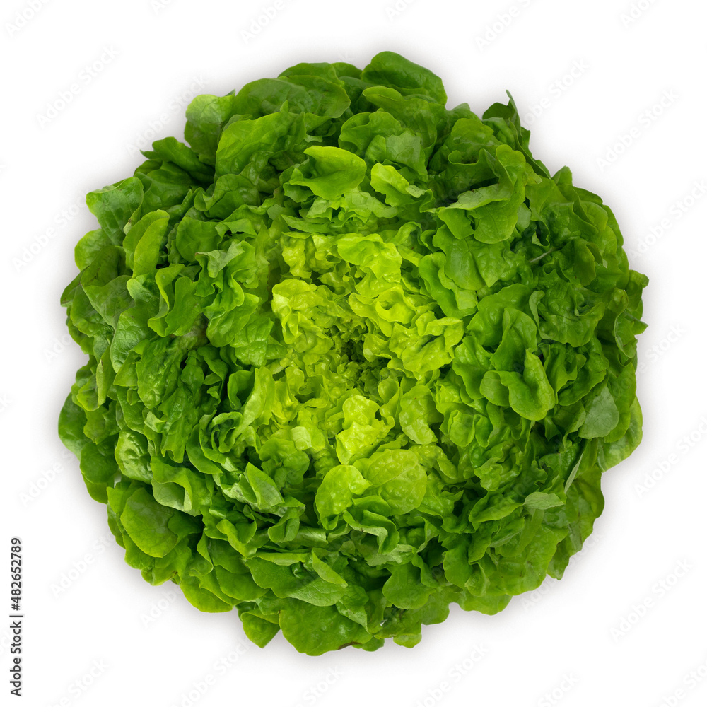 Juicy leaves of lettuce isolated on white background. Fresh lolo salad. Juicy leaves of lettuce isolated on white background. Fresh lolo salad.