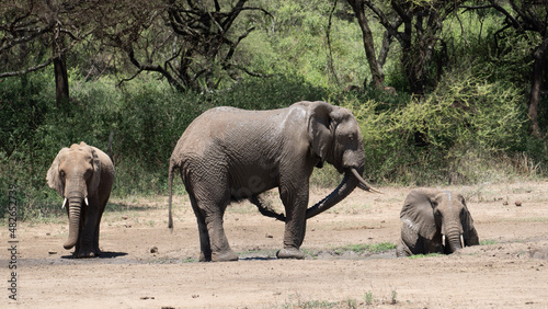 Photography elephants in the savannah