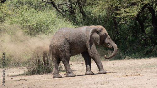 Elefantenbad Elephant bath