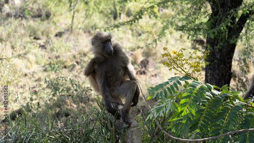 baboon sitting on a branch © TravelLensPro