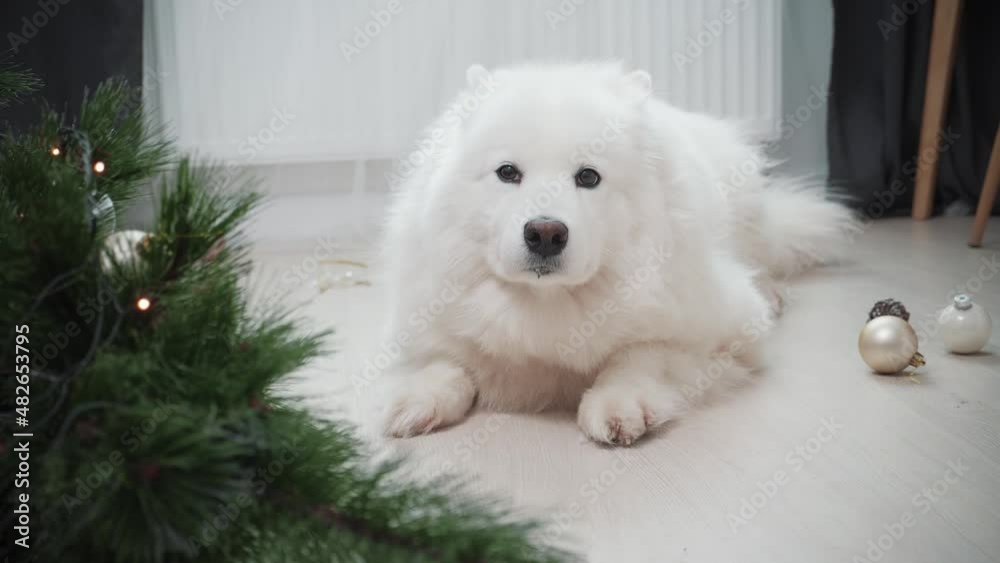 Dog sitting near dropped christmas tree in living room. Guilty puppy. Dog sitting near dropped christmas tree in living room. Guilty puppy.