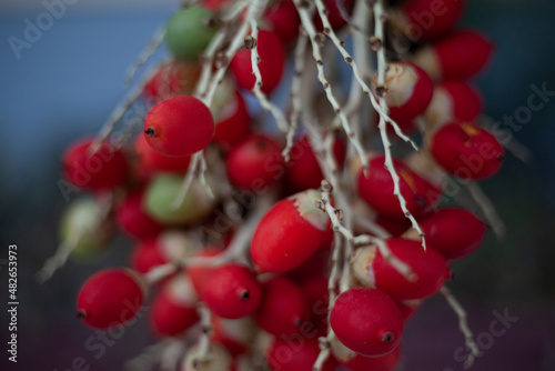 red berries on a branch