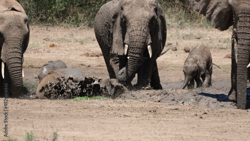 Photography elephants in the savannah