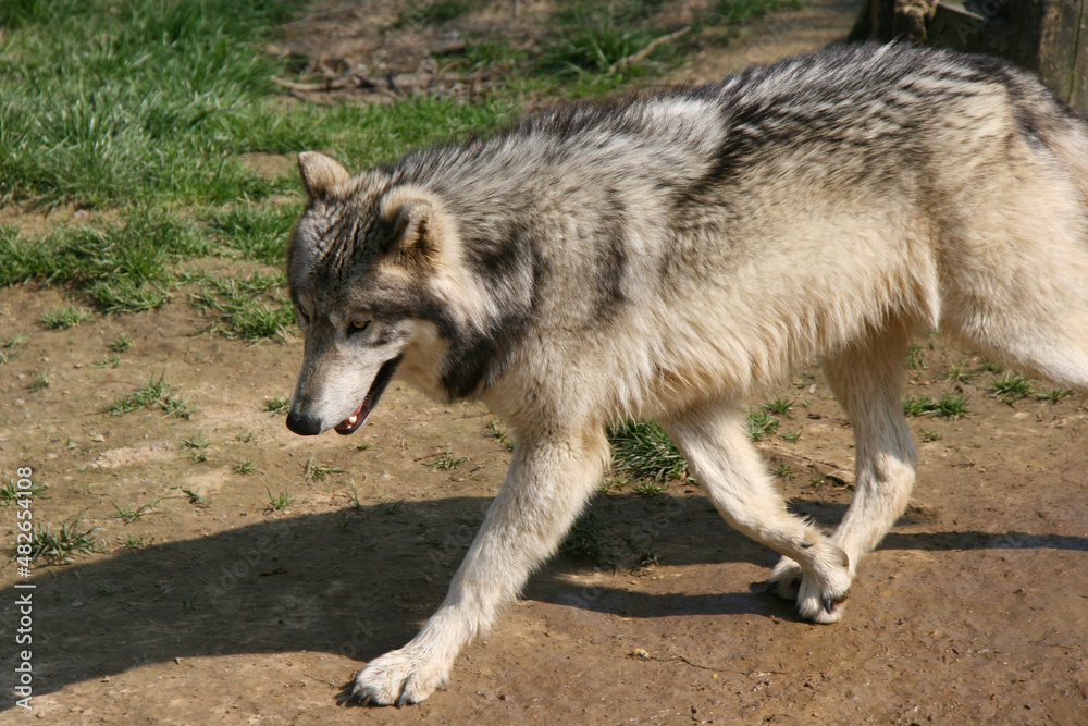 Fototapeta premium alaskan wolf in a zoo in france