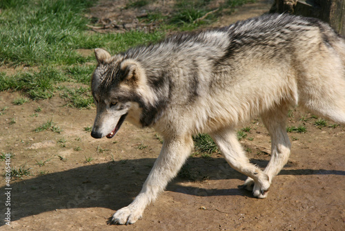 alaskan wolf in a zoo in france