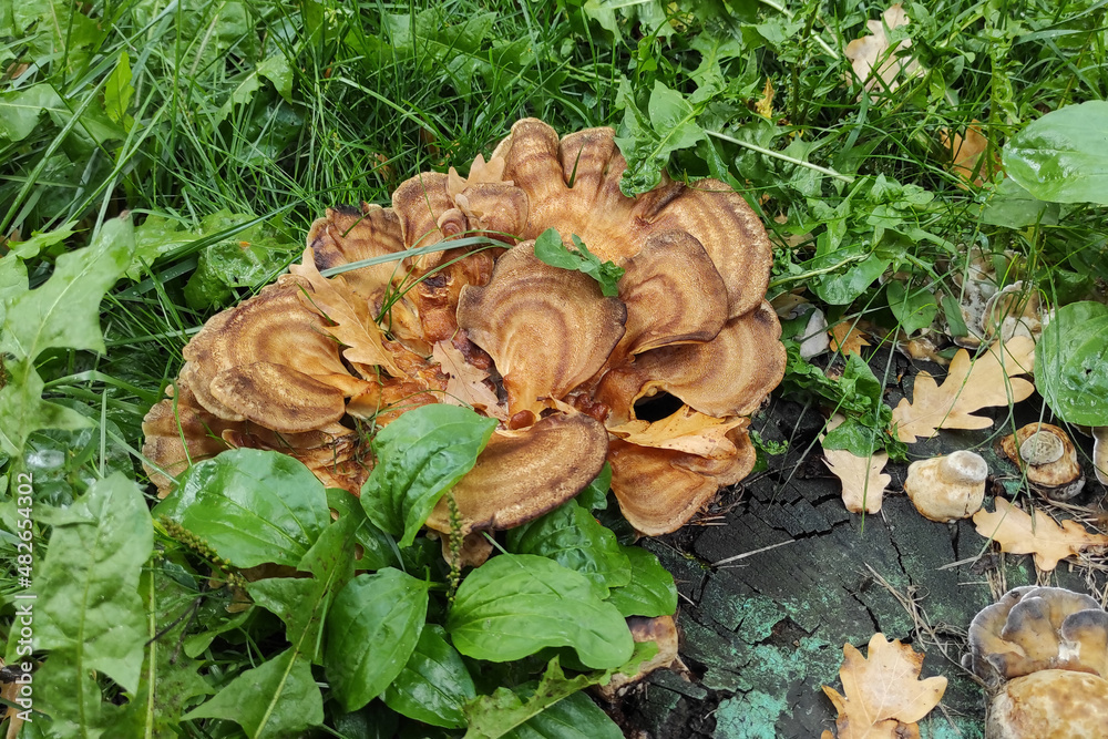 Big unusual brown mushroom, Meripilus giganteus, among green grass in the forest Big unusual brown mushroom, Meripilus giganteus, among green grass in the forest