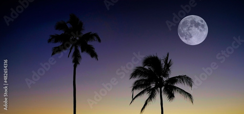 Palm Trees Sunset Near Ocean Beach Tropical Location Full Moon