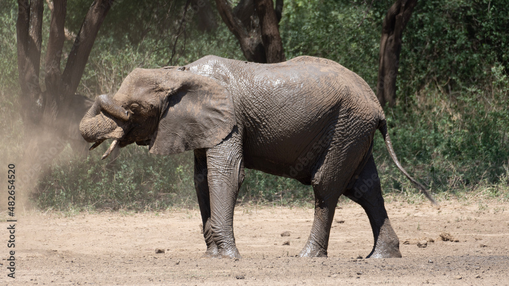 elephants in the wild