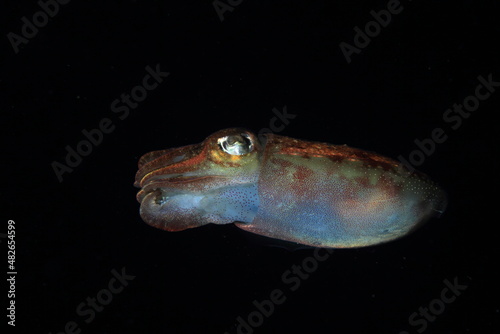 cuttlefish swimming quietly in the darkness of the underwater night