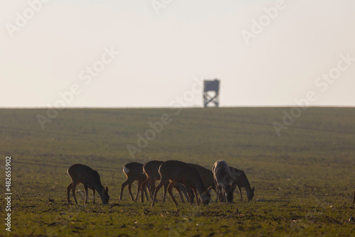 Roe deers in the field