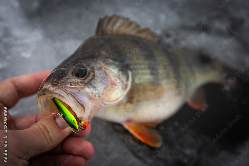 Trophy perch. Ice fishing background.