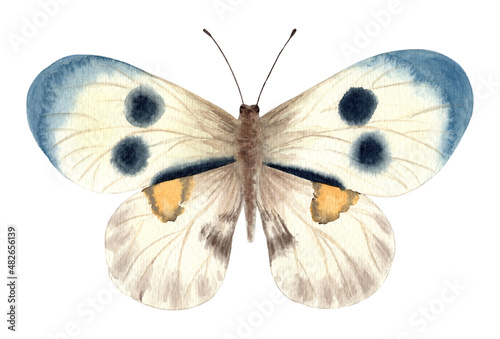 Watercolor butterfly isolated on white background. © Anastasia