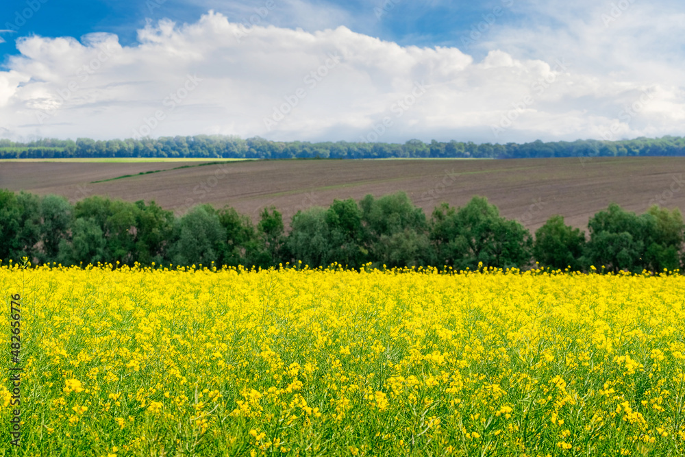 Field with yellow rapeseed flowers and picturesque sky over the field. Agricultural land, rapeseed cultivation