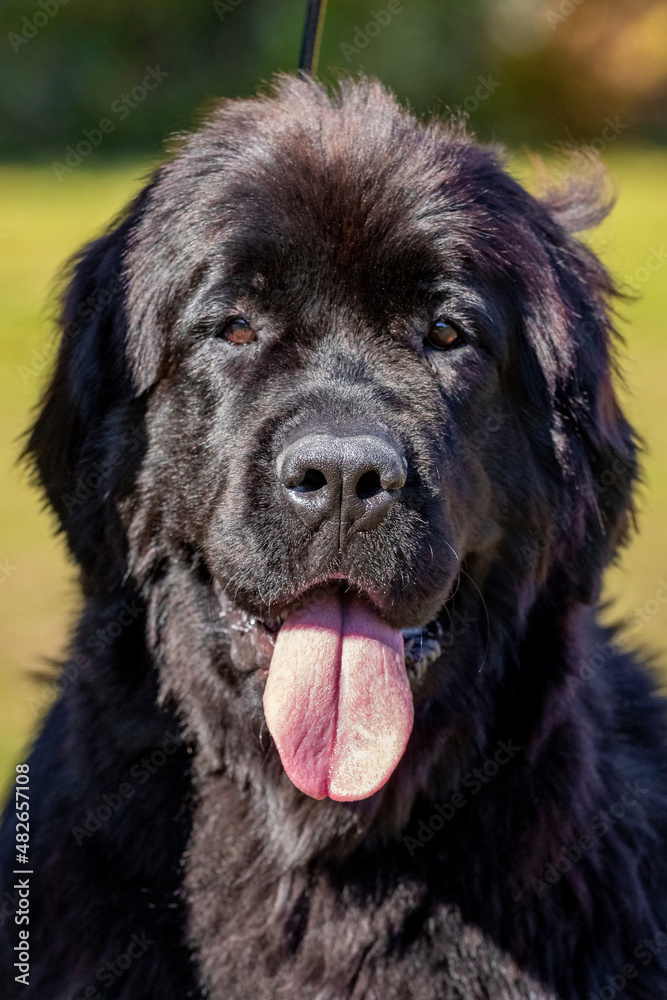 Big black dog breed Newfoundland close up Big black dog breed Newfoundland close up