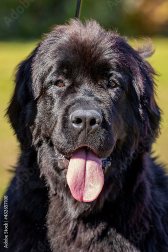 Big black dog breed Newfoundland close up