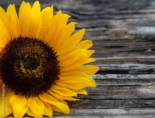 Top view of beautiful bright sunflower on wooden background.