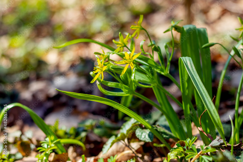 Flowers goose onions in the forest in sunny weather Flowers goose onions in the forest in sunny weather