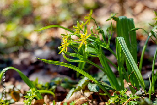 Flowers goose onions in the forest in sunny weather