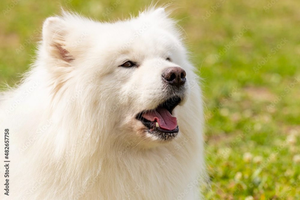 White fluffy Samoyed dog with open mouth close up on blurred background