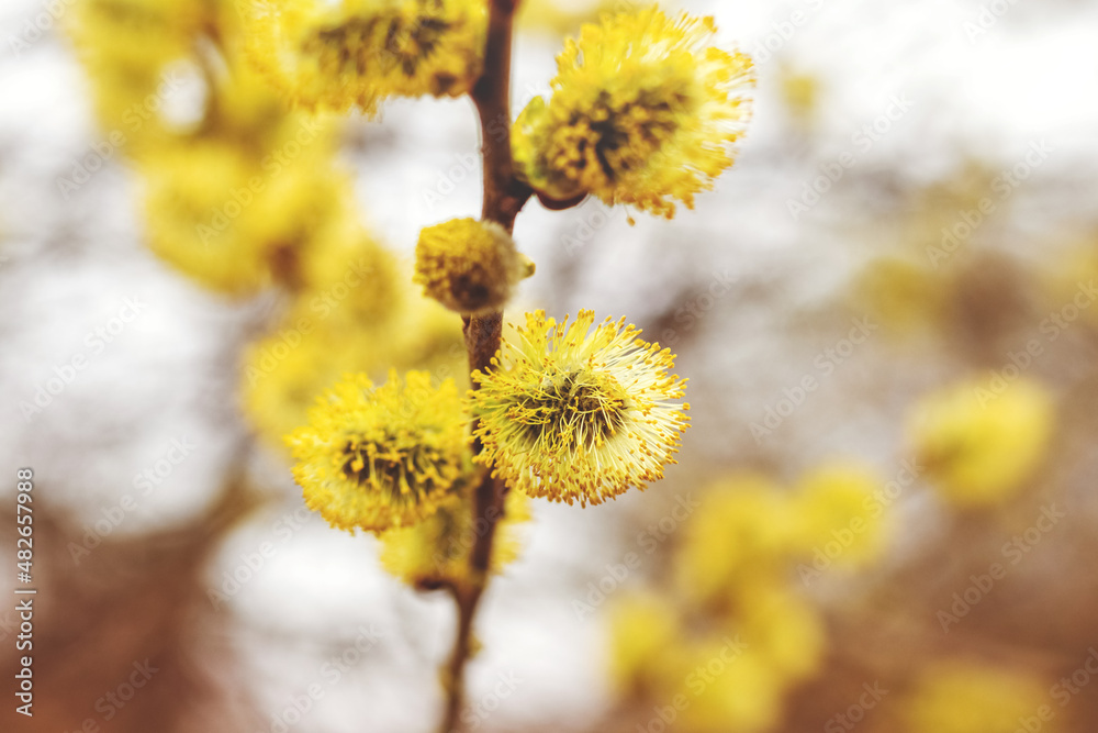 Willow branches with fluffy catkins in the woods on a light blurred background Willow branches with fluffy catkins in the woods on a light blurred background