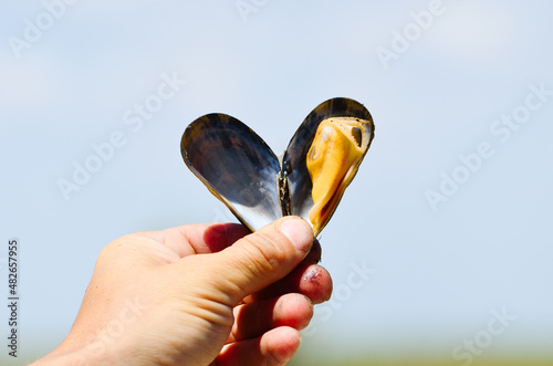 Canvas Print Close-up arm holds mussel in shape of heart, I love mussels symbol, seafood