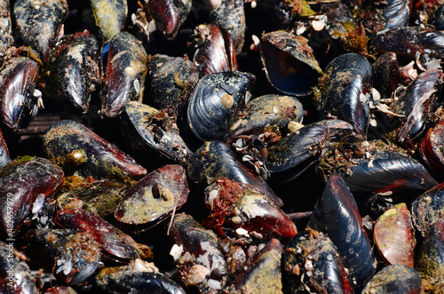 Fresh mussels , seafood background photo