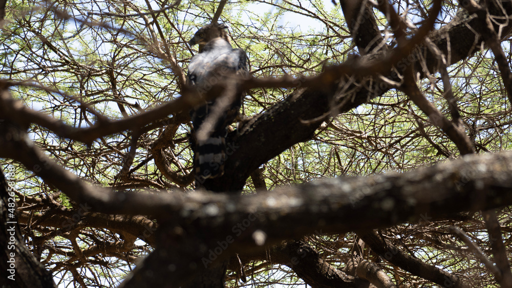 Obraz premium tailed lemur