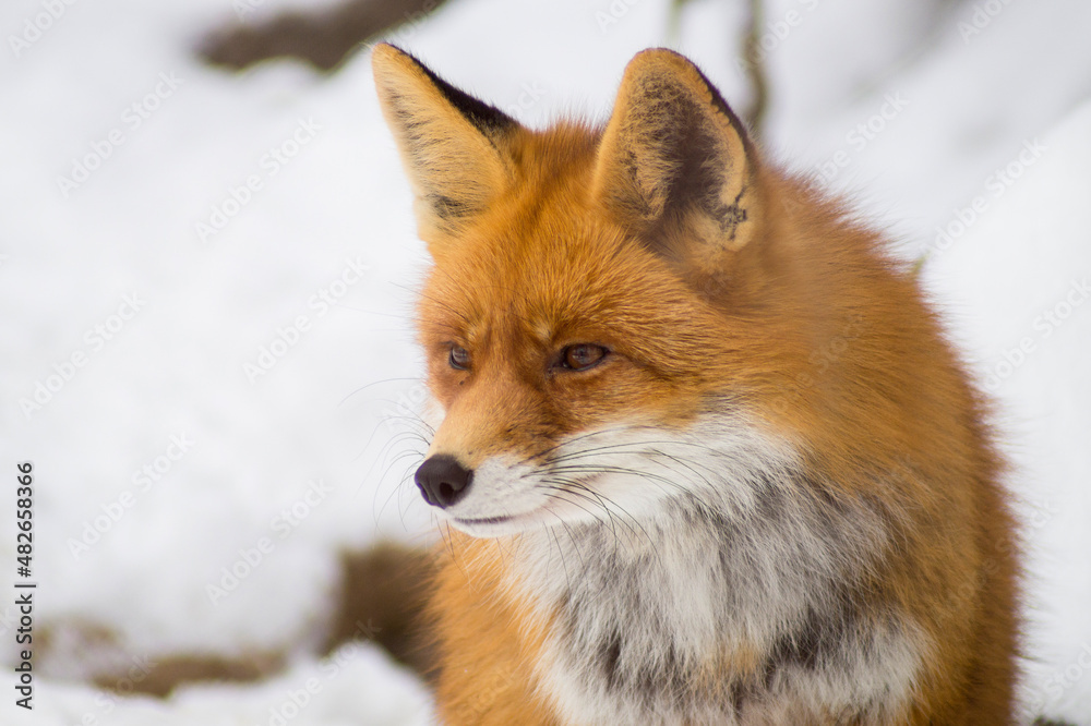 Fototapeta premium red fox in snow