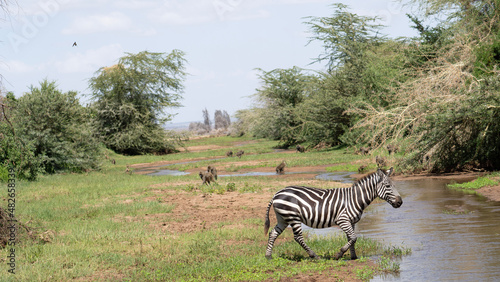 zebra in the wild