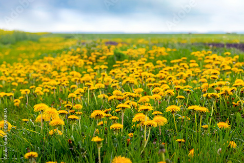 Wide field with yellow dandelions, spring landscape