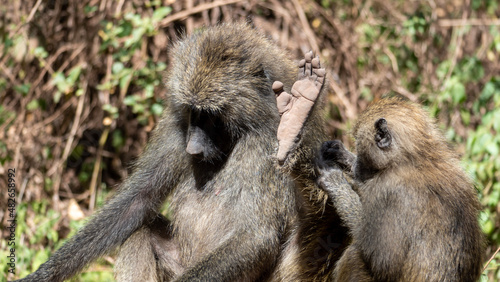 baboon mother and baby
