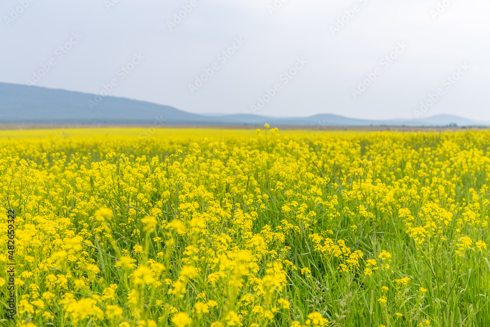 Rapeseed field. Chelyabinsk region, South Ural, Russia