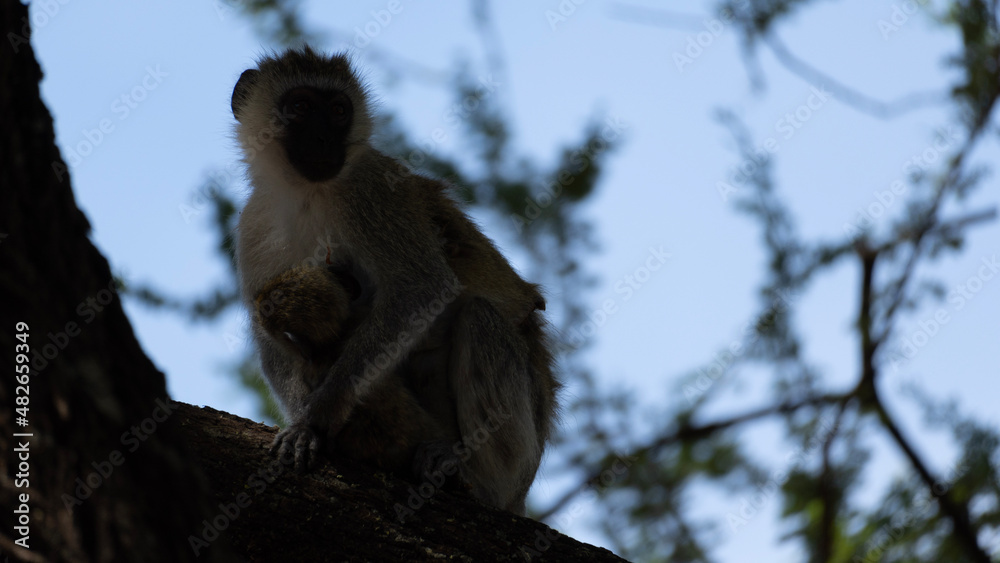 Obraz premium owl on a branch