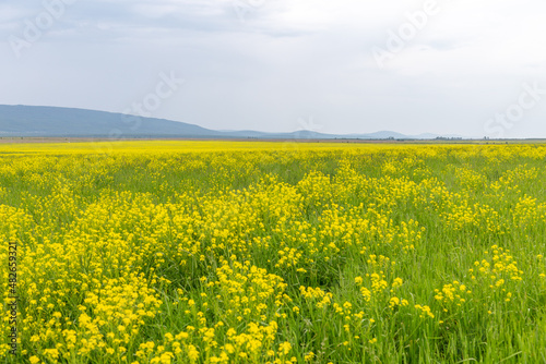 Rapeseed field. Chelyabinsk region, South Ural, Russia