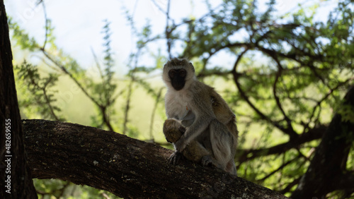 lemur