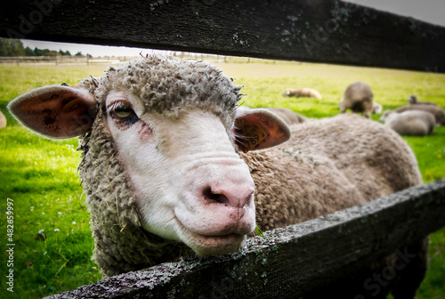 Sheep locked in a breeding yard.