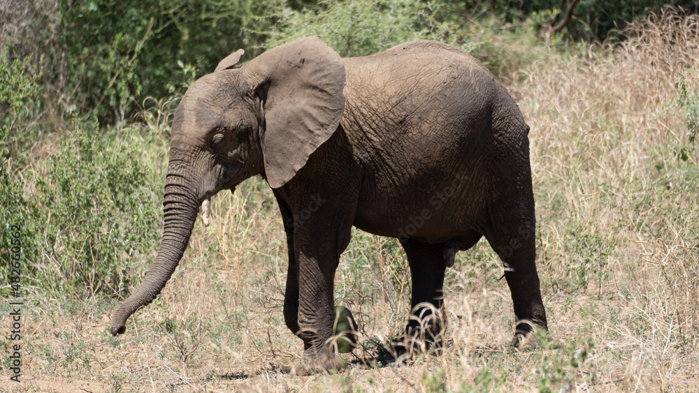 Elefantendusche Elephant shower