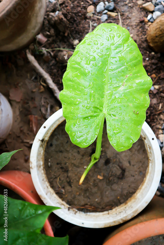 Alocasia, Alocasia macrorrhizos or Alocasia plant or dew drop © jobrestful