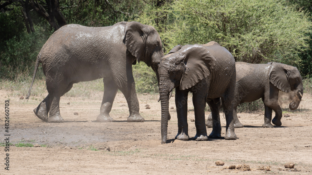 Fototapeta premium elephants in the wild