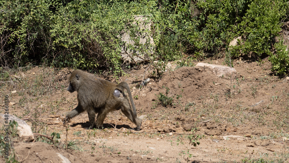 warthog in the wild warthog in the wild