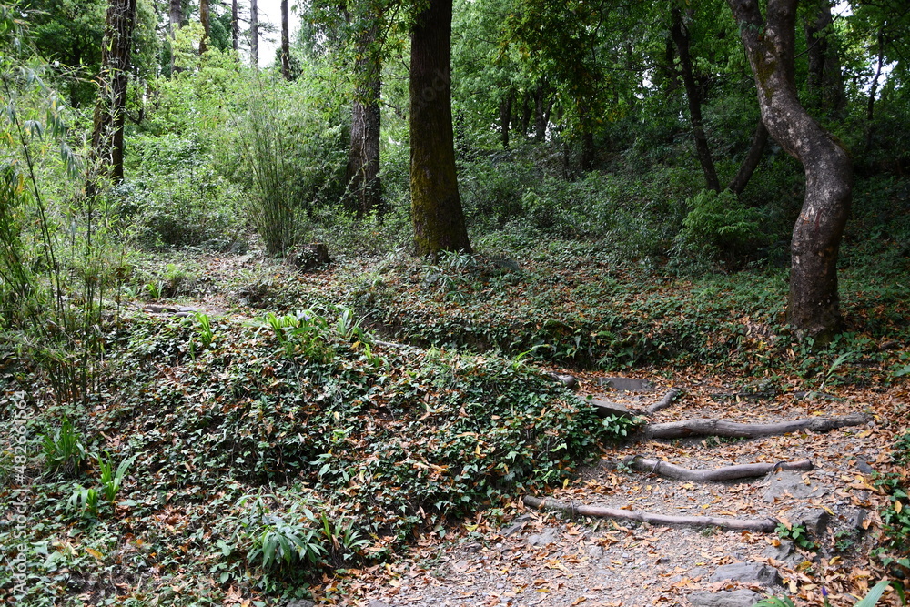 footpath in the woods footpath in the woods